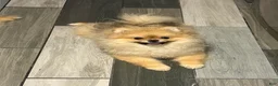 Pomeranian dogs for sale: Pomeranian Puppy 3 - Ad 3