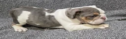 English Bulldog dogs for sale: Layne - Ad 3