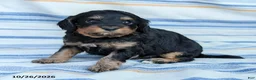Cavapoo dogs for sale: Angie - Ad 4