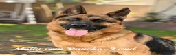 German Shepherd dogs for sale: pink - Ad 11