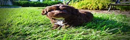 Havapoo dogs for sale: Chewy - Ad 8