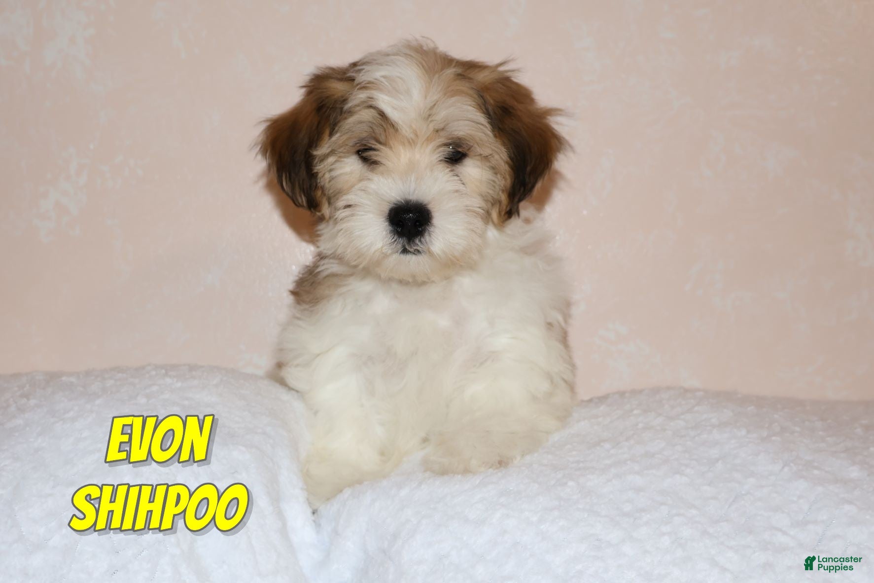 Shihpoo dogs Evon - Ad 18