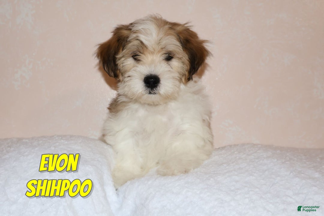 Shihpoo dogs for sale: Evon - Ad 1