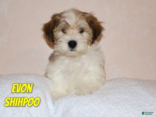 Shihpoo dogs Evon - Ad 35