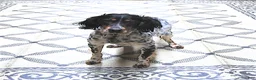 Mixed Breed dogs for sale: Rosa  - Ad 7