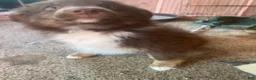 Australian Shepherd dogs for sale: Australian Shepherd 4 - Ad 2