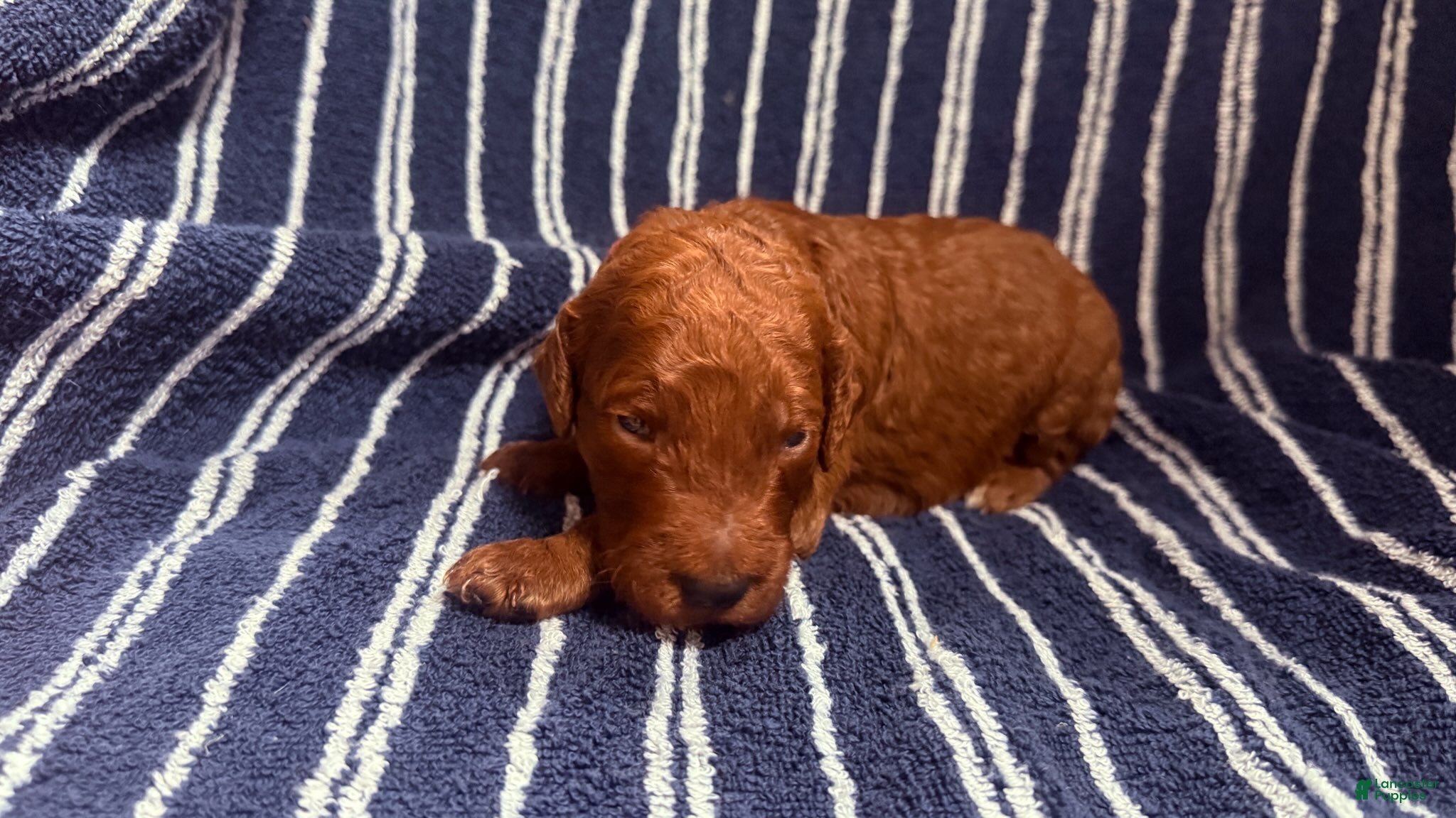 Goldendoodle dogs ❤️ Mr. Red - Ad 2