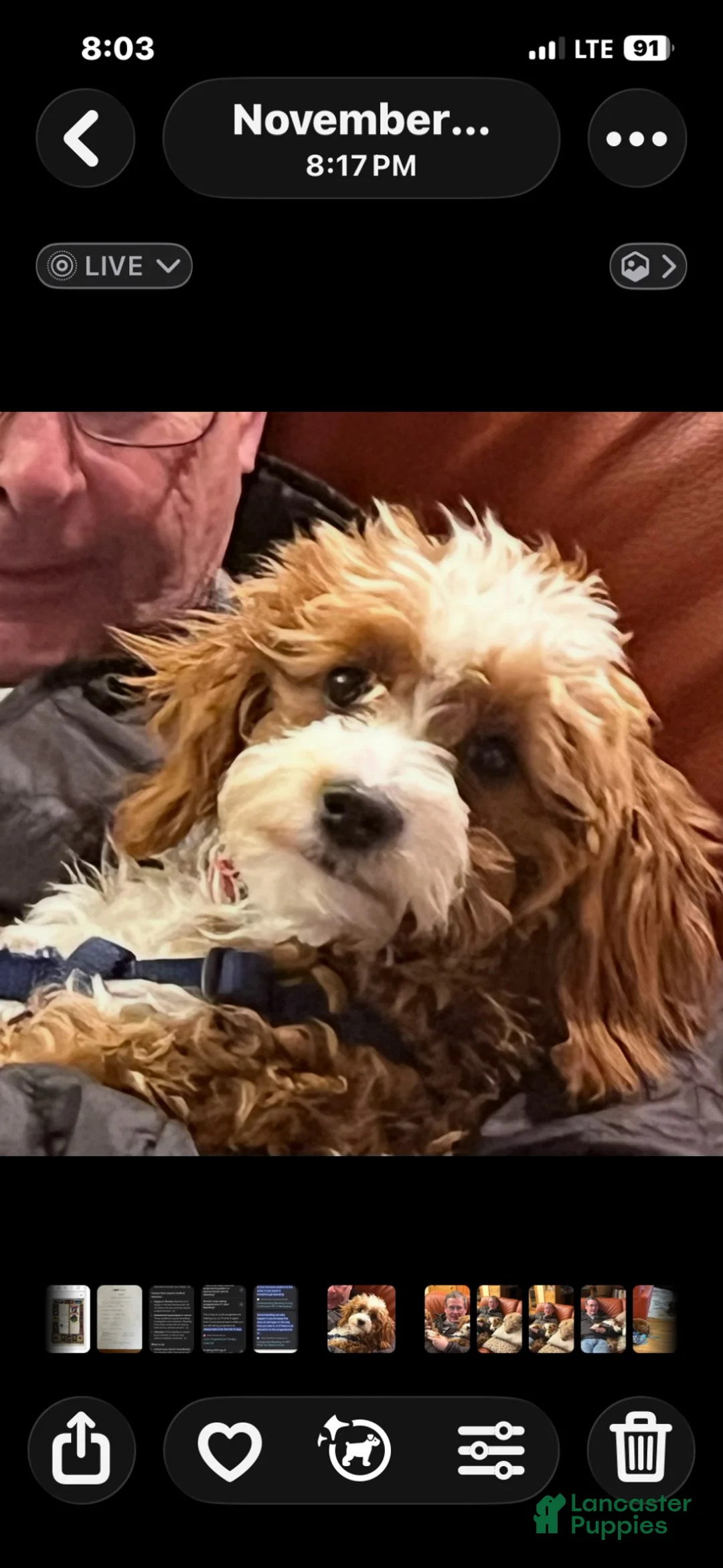 Mini Goldendoodle dogs for sale: Mini Goldendoodle 1 female - Ad 2