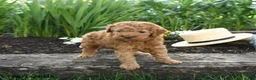 Miniature Poodle dogs for sale: Nixie - Ad 4