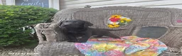 Labrador Retriever dogs for sale: Kyle - Ad 3