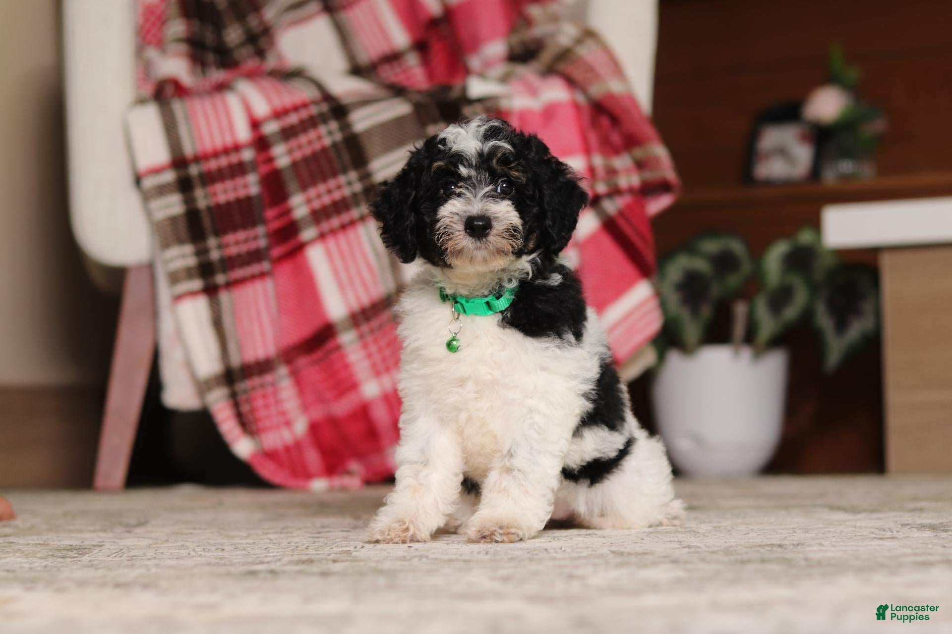 Miniature Poodle dogs Millie - Ad 2