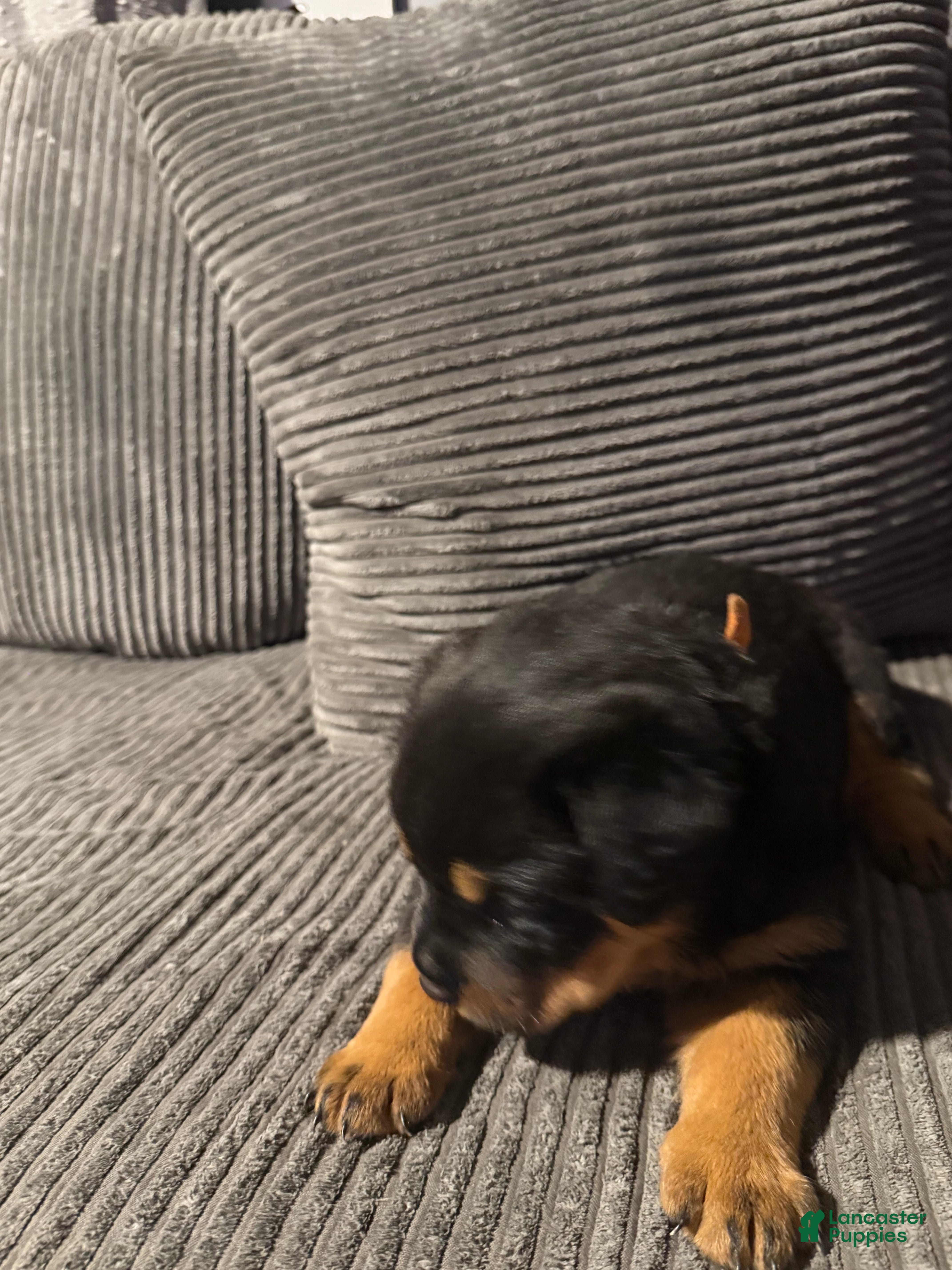 Rottweiler dogs for sale: Female 2 - Ad 1
