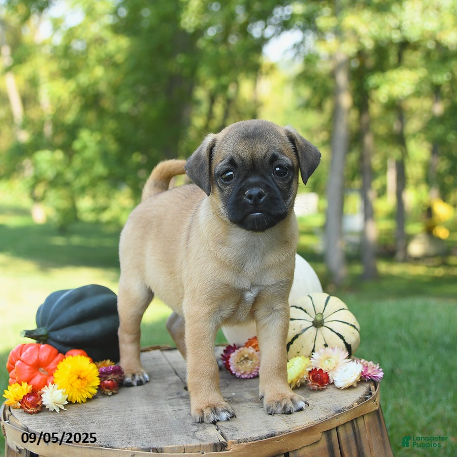 Black Jug Puppies Pug Cross Jug Jug Puppy Jack Russell X Chihuahua