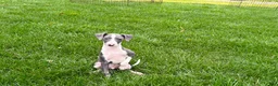 Italian Greyhound dogs for sale: Connor  - Ad 7