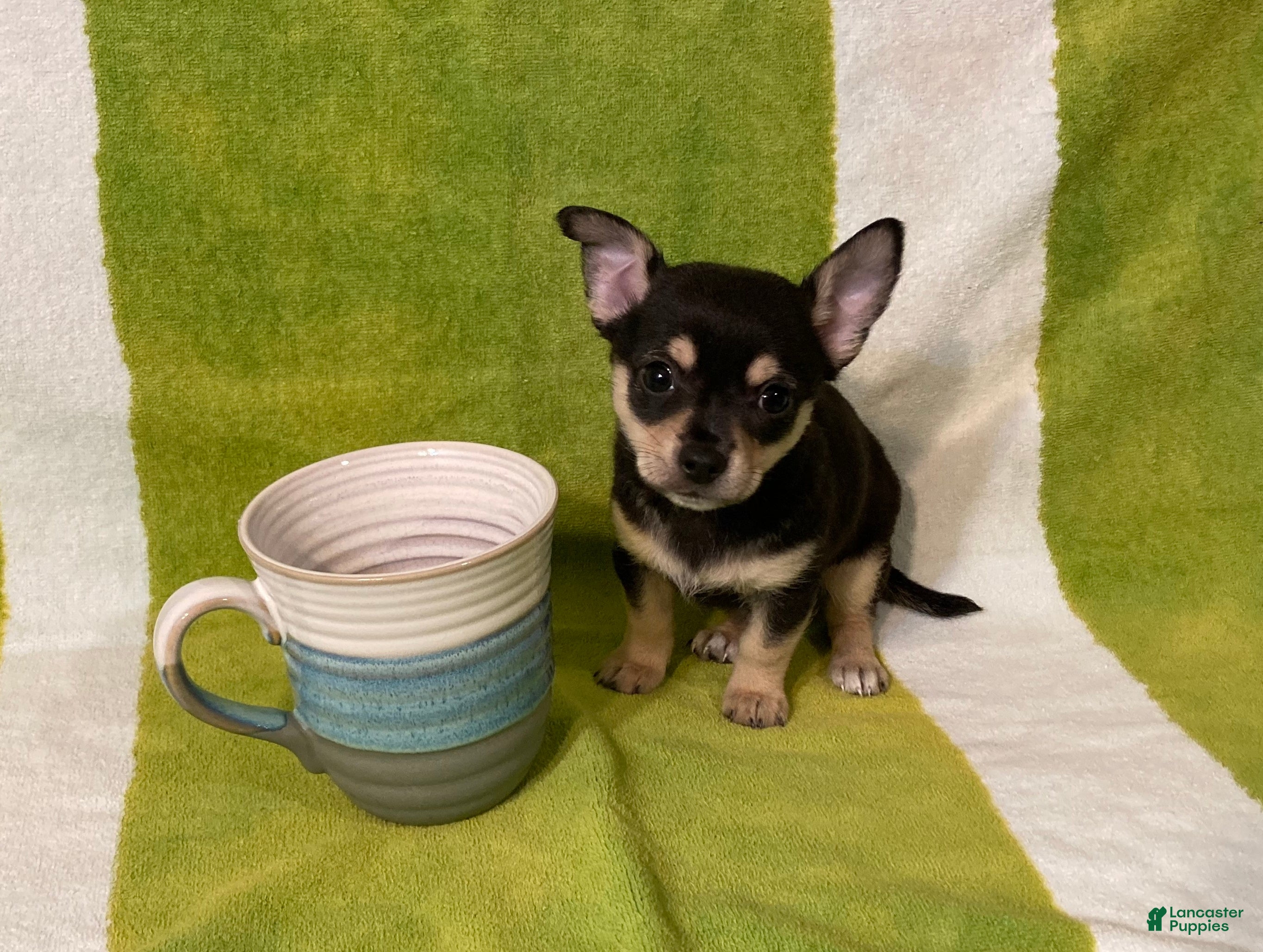 Chihuahua dogs Owen - Ad 1