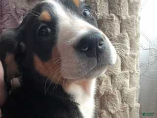 Greater Swiss Mountain Dog dogs Holly - Ad 7