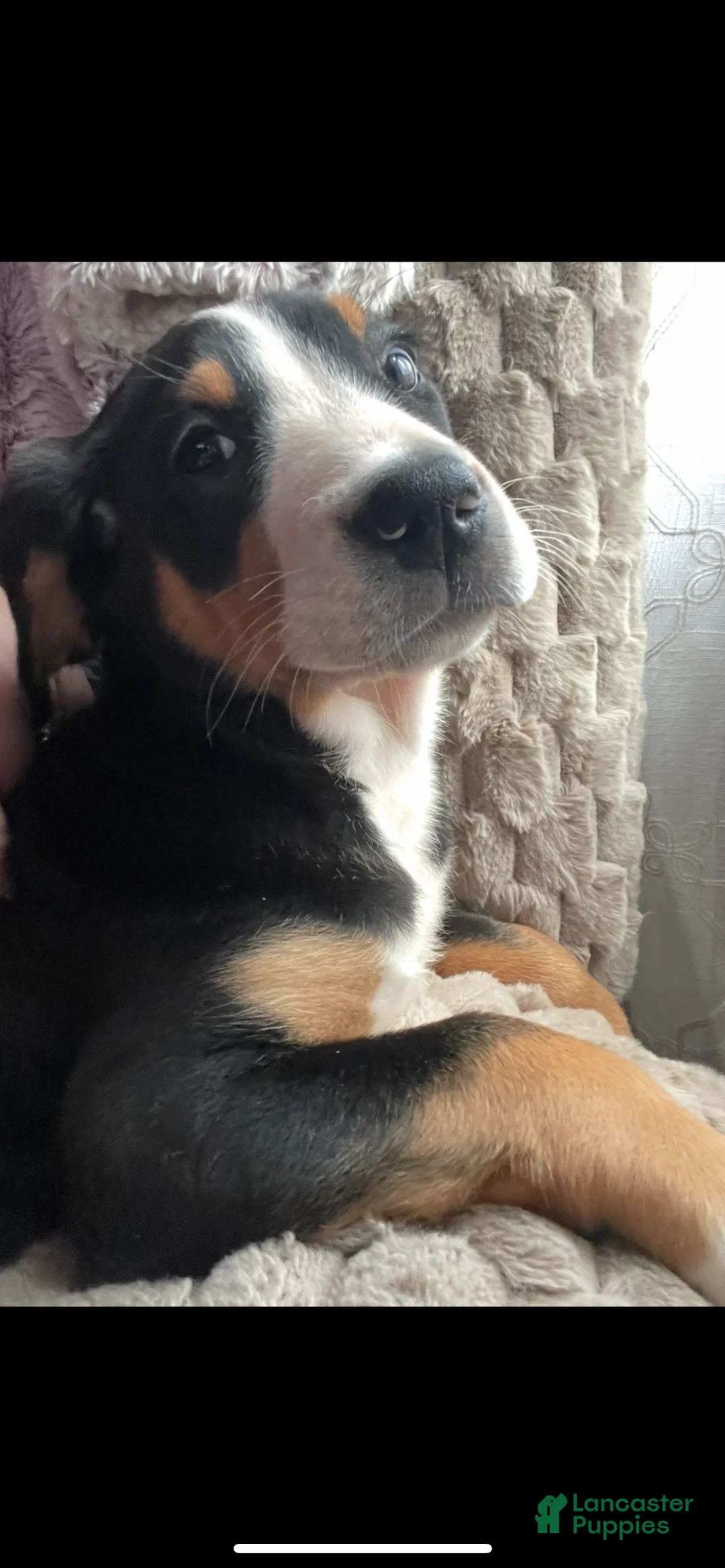 Greater Swiss Mountain Dog dogs for sale: Holly  - Ad 1