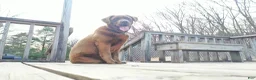 Mixed Breed dogs for sale: Bella - Ad 3