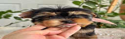 Yorkshire Terrier dogs for sale: Baby Paige - Ad 5