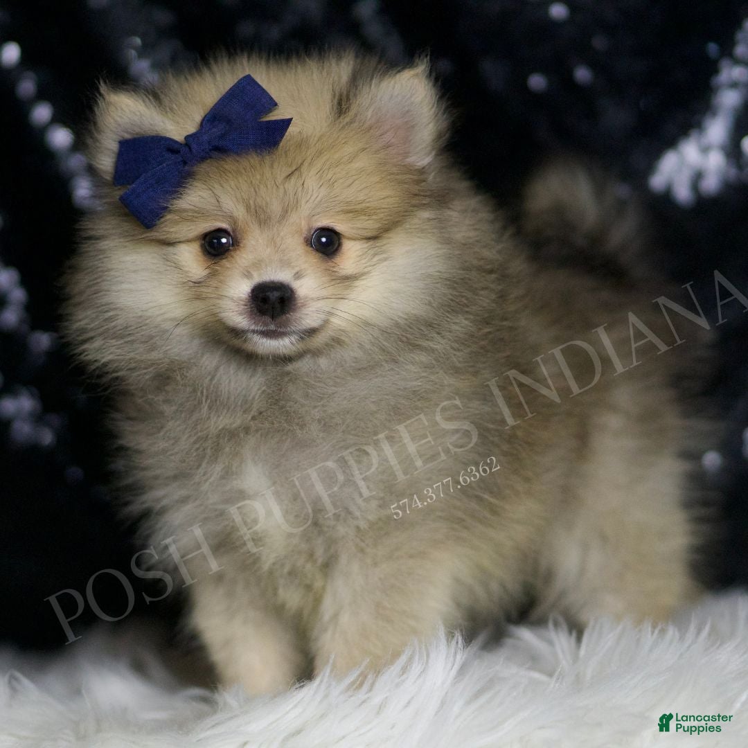 Pomeranian dogs Cricket - Ad 1