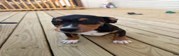 Mixed Breed dogs for sale: Stitch - Ad 4