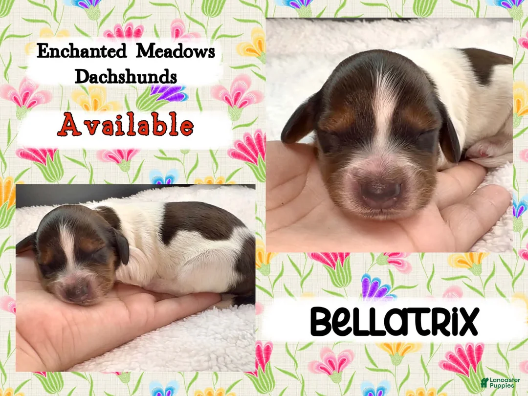 Miniature Dachshund dogs for sale: Bellatrix - Ad 1