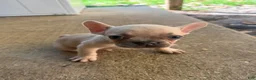 French Bulldog dogs for sale: MJ - Ad 12