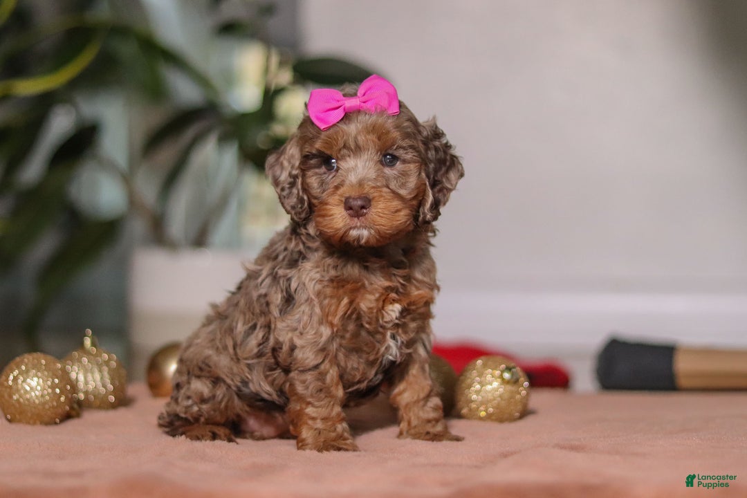 Cockapoo dogs for sale: Ivy - Ad 6