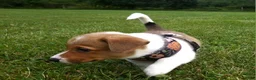 Mixed Breed dogs for sale: Orpheus - Ad 7