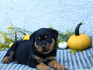 Rottweiler dogs - Ad 21