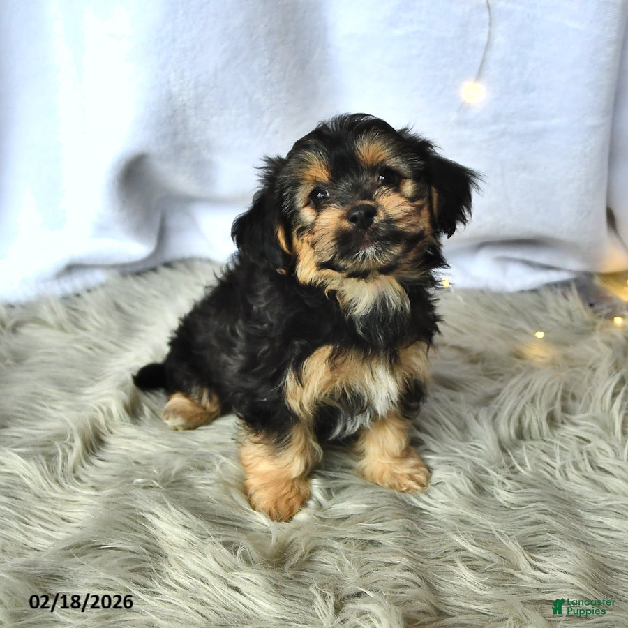 Morkie dogs Bear - Ad 2