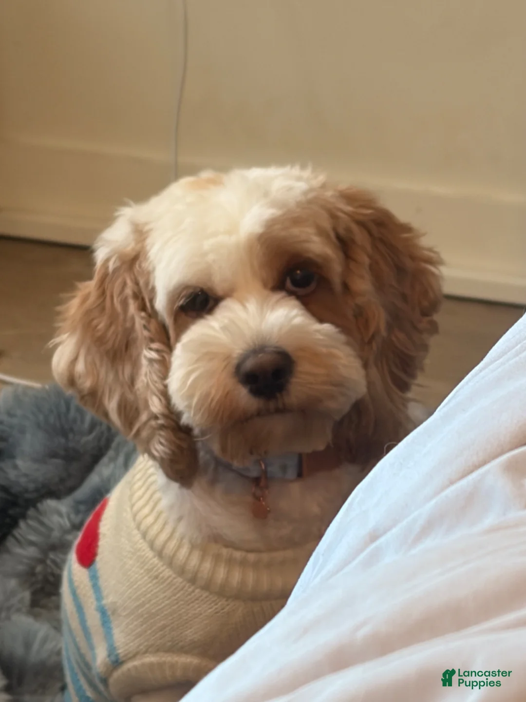 Mixed Breed dogs for sale: Hawk - Ad 2
