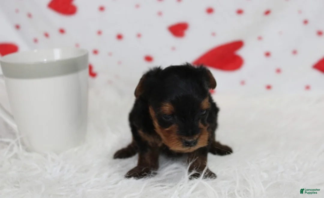 Yorkiepoo dogs for sale: Enzo - Ad 2