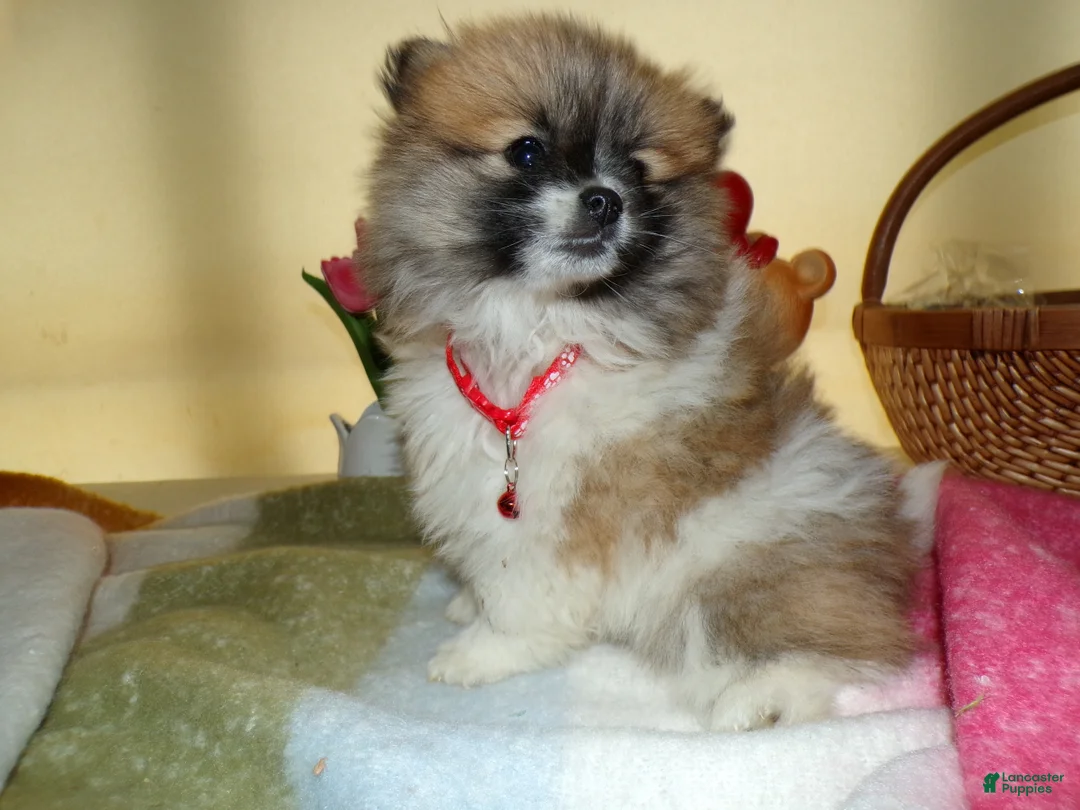 Pomeranian dogs for sale: Pomeranian Puppy 1 Charmin - Ad 3