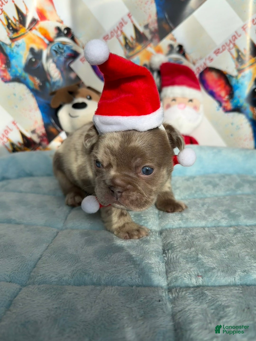 French Bulldog dogs for sale: Patch - Ad 5