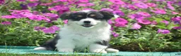 Welsh Corgi Pembroke dogs for sale: Jolene - Ad 7