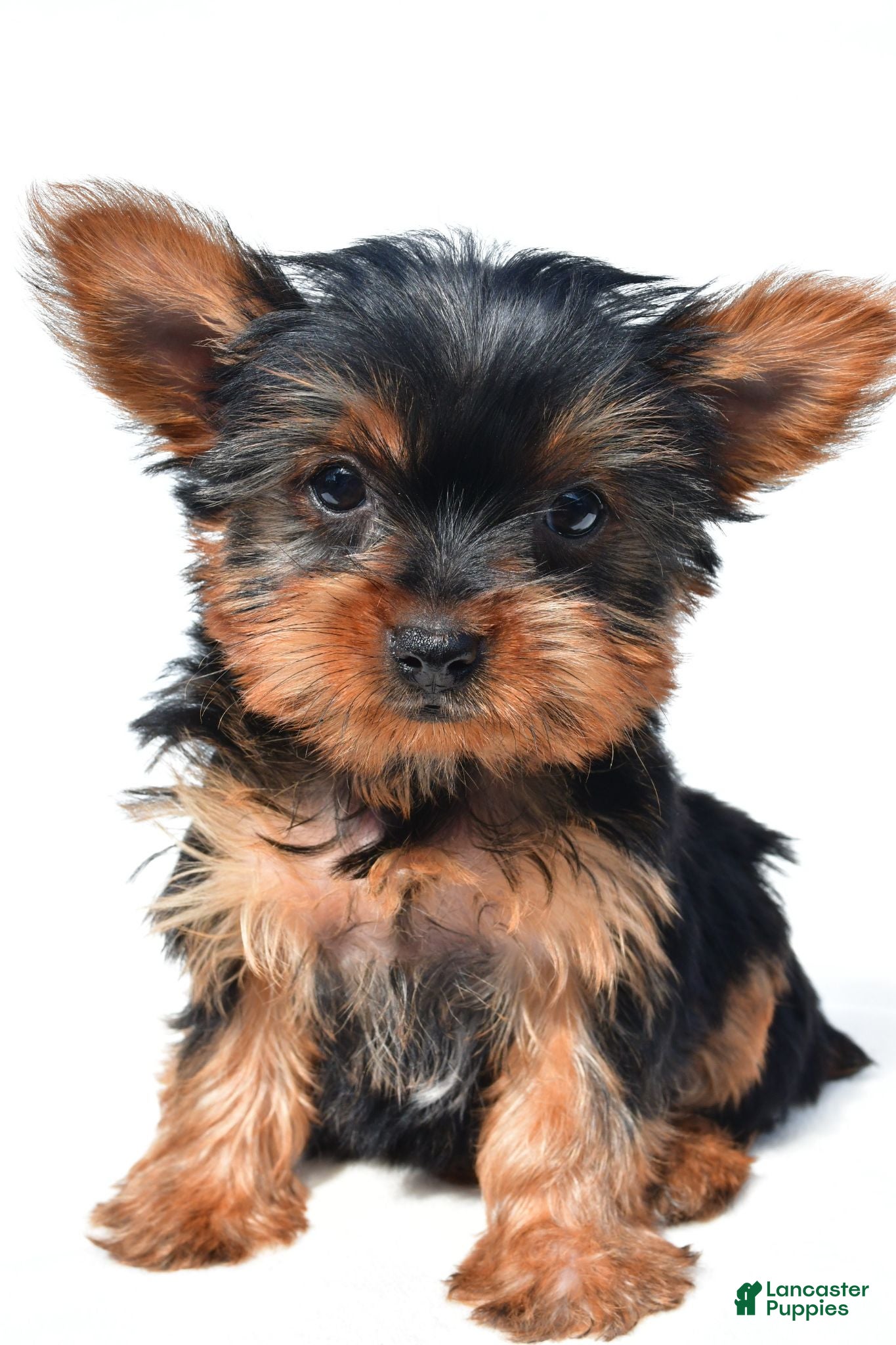 Yorkshire Terrier dogs Tiny - Ad 2