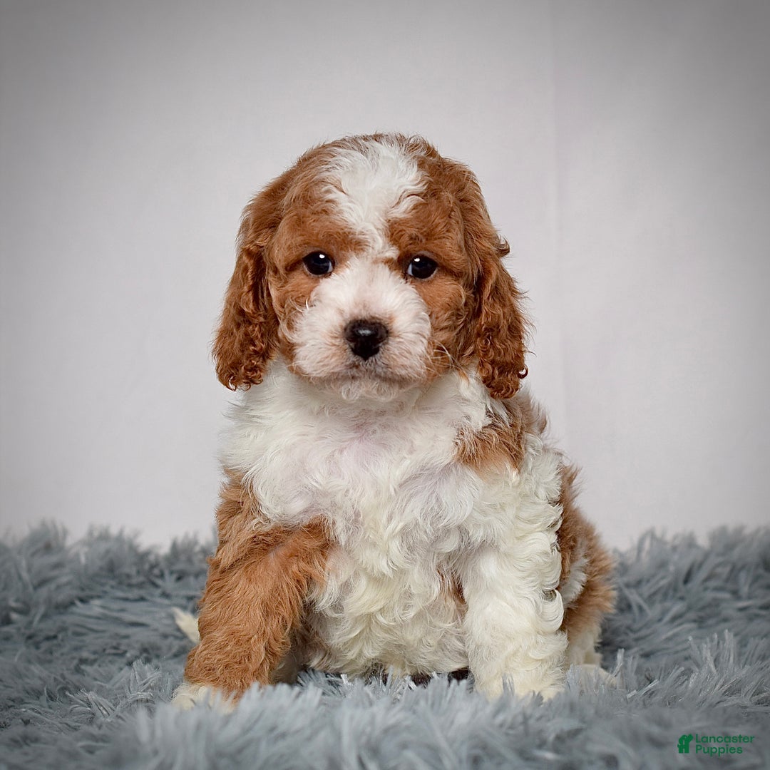 Cavapoo dogs for sale: Mr. Loki - Ad 3