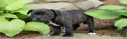 Staffordshire Bull Terrier dogs for sale: Moxie 💖 - Ad 17