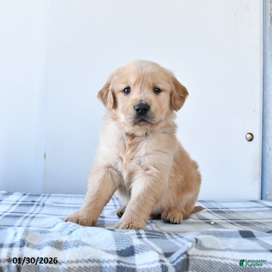 Golden Retriever dogs Ranger - Ad 4
