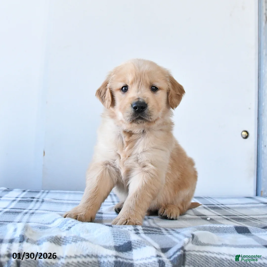 Golden Retriever dogs for sale: Ranger - Ad 1