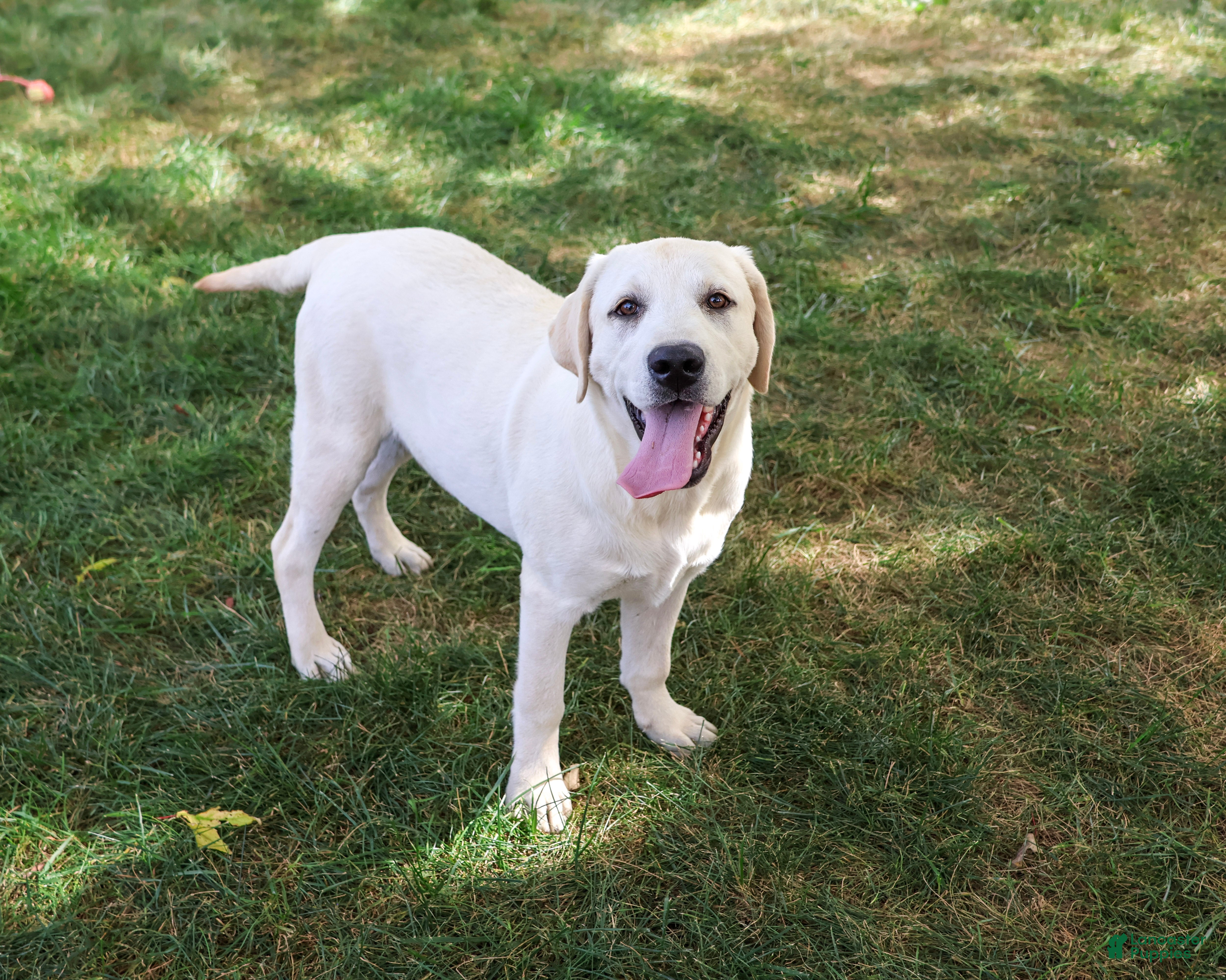 Labrador Retriever dogs Phineas - Ad 2