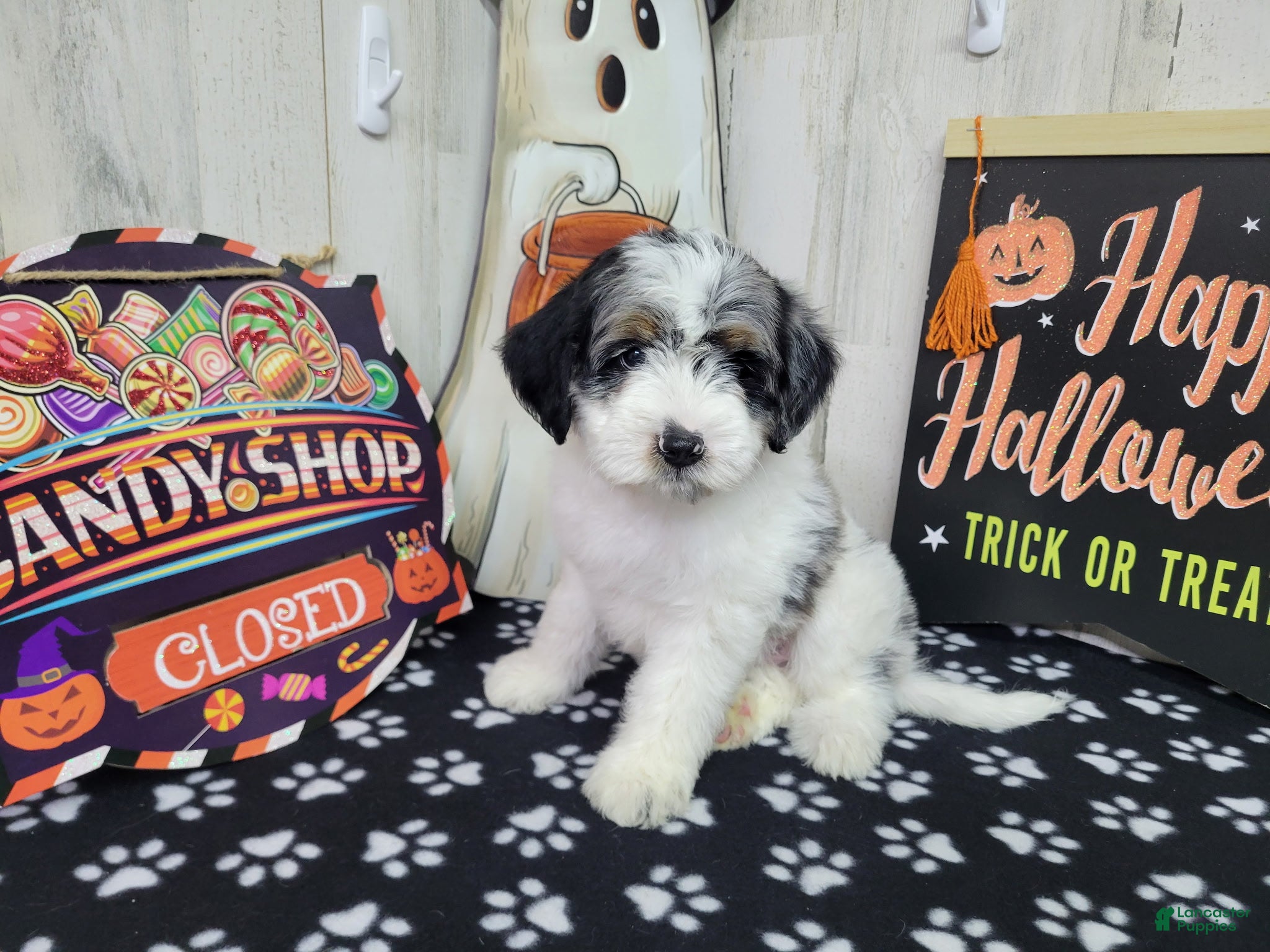 Mini Bernedoodle dogs for sale: F1b Tennessee - Ad 4