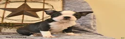 Boston Terrier dogs for sale: Dunkin  - Ad 3