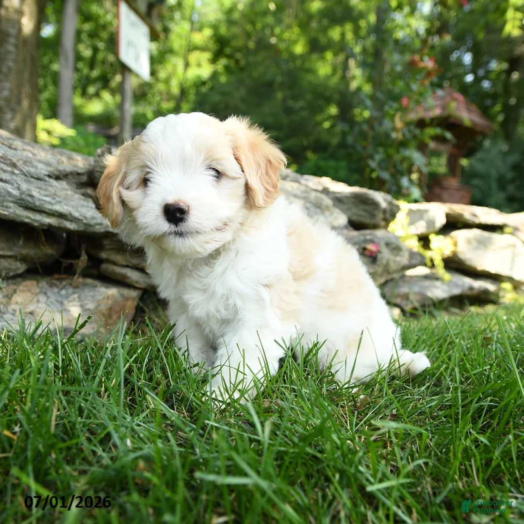 Maltipoo dogs for sale: Sky - Ad 2