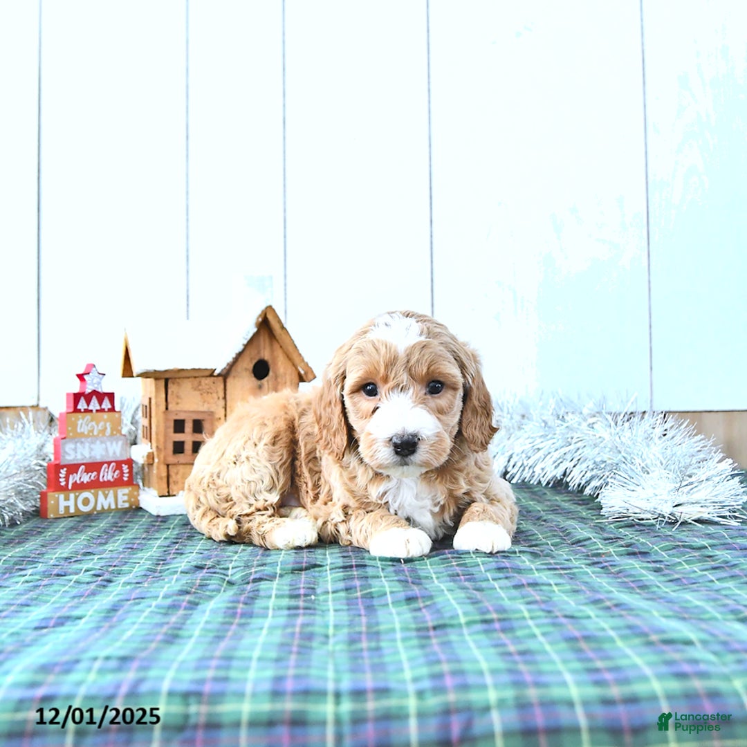 Mini Goldendoodle dogs for sale: Nicolas - Ad 1