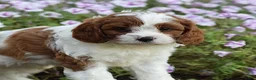 Cavapoo dogs for sale: Domino - Ad 2