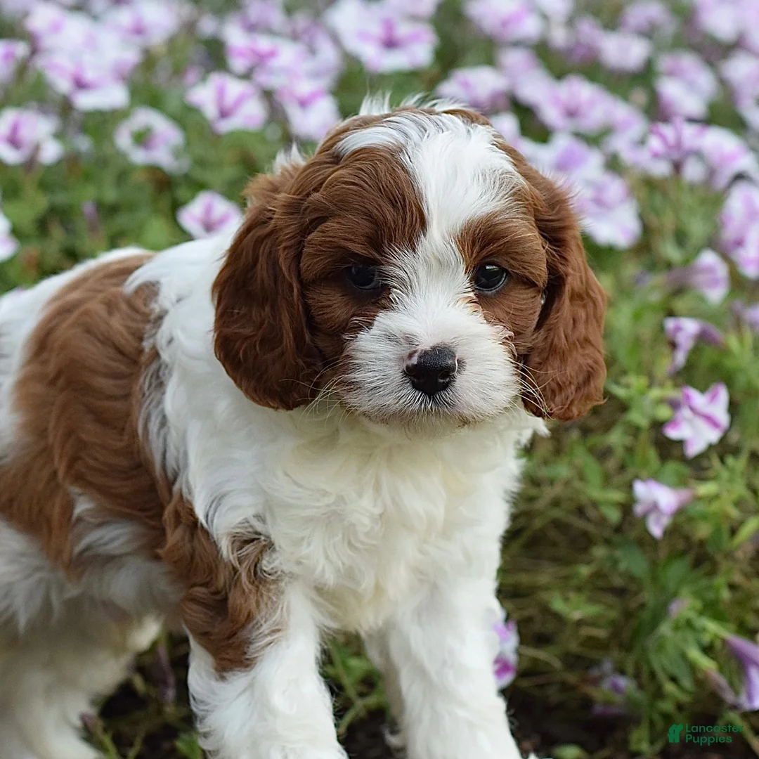 Cavapoo dogs for sale: Domino - Ad 2