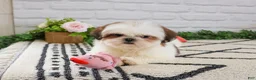 Shih Tzu dogs for sale: Freckles  - Ad 5