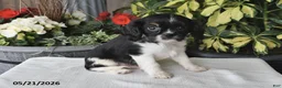 Cavalier King Charles Spaniel dogs for sale: Jesse - Ad 5